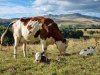 ACHETEZ NOS FROMAGES DE LA FERME