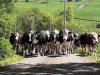 ACHETEZ NOS FROMAGES DE LA FERME