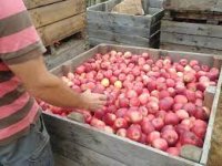 Cagette de pommes en variétés