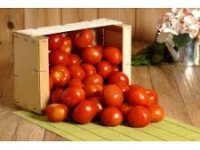 Vends plants de tomates