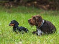 LES CHIENS DE CHASSE