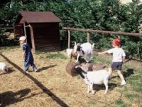 Atelier jeune fabrication du fromage