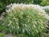Miscanthus sinensis 'Adagio' - C2.5