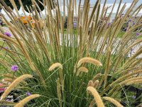 Pennisetum macrourum - GD8