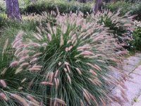 Pennisetum alopecuroides viridescens GD8