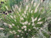 Pennisetum alopecuroides 'Little Bunny' GD8