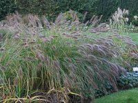 Pennisetum alopecuroides 'Compressum' GD8