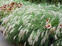 Pennisetum alopecuroides 'Hameln' C2.5