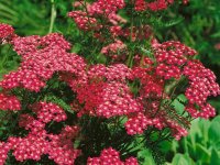 Achillea millefolium 'Cerise Queen' GODET 8