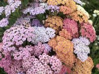 Achillea millefolium 'Summer Pastel' GODET 8