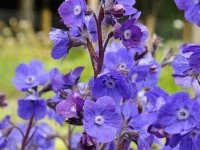 Anchusa azurea 'Dropmore' GODET 8