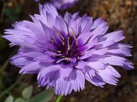 Catananche caerulea GODET 8