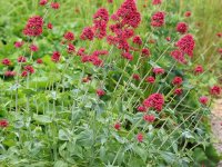 Centranthus ruber GODET 8