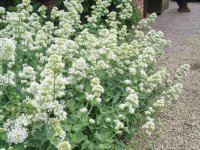 Centranthus ruber 'Albus' GODET 8
