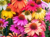 Echinacea purpurea 'Cheyenne Spirit' GODET 8