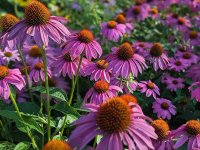 Echinacea purpurea GODET 8