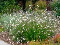 Gaura lindheimeri 'Blanche' GODET 8