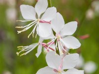 Gaura lindheimeri 'Short Form'