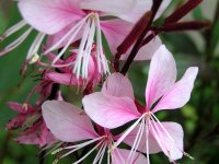 Gaura lindheimeri 'Siskiyou Pink' GODET 8