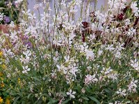 Gaura lindheimeri 'Sparkle White' GODET 8