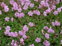 Geranium cantabrigiense 'Karmina' GD8