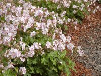 Geranium cantabrigiense 'Biokovo' GD8