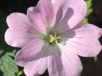 Geranium 'Dreamland' GD9