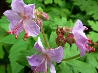 Geranium macrorrhizum 'Ingwersen's Variety' GD8