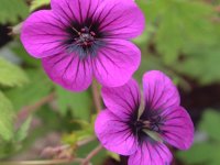 Geranium psilostemon 'Ann Folkard' GD9