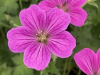 Geranium riversleaianum 'Russell Prichard' GD8