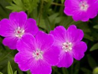 Geranium sanguineum 'Max Frei' GD8
