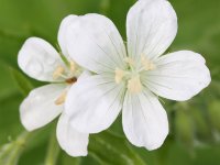 Geranium sanguineum 'Album' GD8
