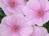 Géranium sanguineum 'Striatum' GD8