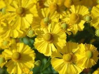 Helenium hoopesii GD8