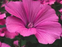 Lavatera thuringiaca Bredon Springs GD8