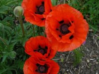 Papaver orientalis 'Allegro' GD8