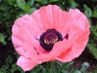 Papaver orientalis 'Princess Victoria Louise' GD8