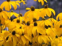 Rudbekia nitida 'Herbstonne' GD8
