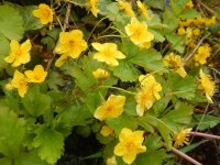 Waldsteinia ternata GD8