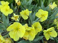 Oenothera missouriensis Cont1L