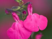 Salvia microphylla 'Cerro Potosi' Cont2.5L