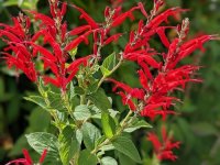 Salvia elegans Cont2.5L