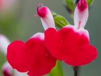 Salvia microphylla 'Hot Lips'