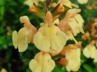 Salvia greggii 'Yellow' Cont2.5L
