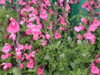 Salvia jamensis 'La Siesta' Cont2.5L
