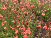 Salvia jamensis 'El Duranzo' Cont2.5L