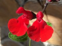 Salvia microphylla 'Grahamii' Cont2.5L