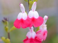 Salvia microphylla 'Cherry Lips' Cont2.5L