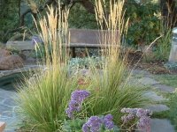 Calamagrostis acutiflora 'Overdam' GD8