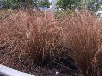 Carex buchananii GD8